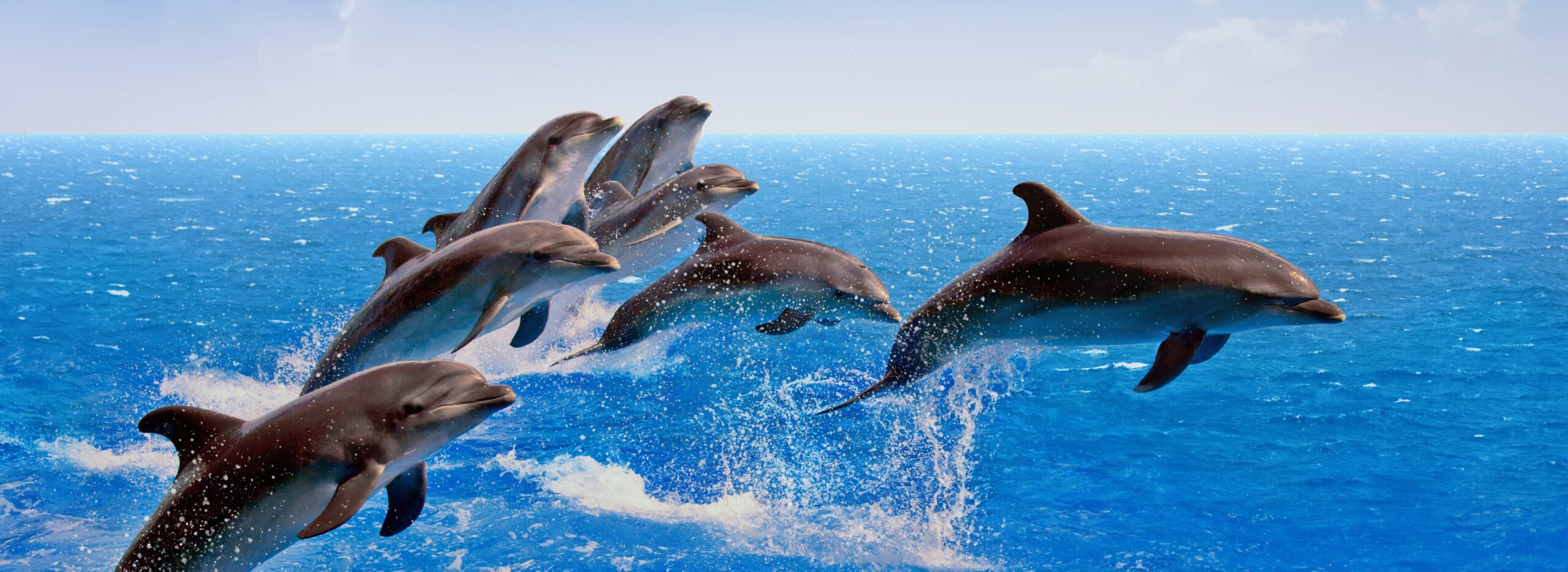 Optimizing Business Operations with the Dolphin Swarm Algorithm